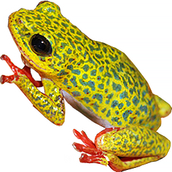 African Reed Frog